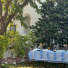 Primrose Tablecloth